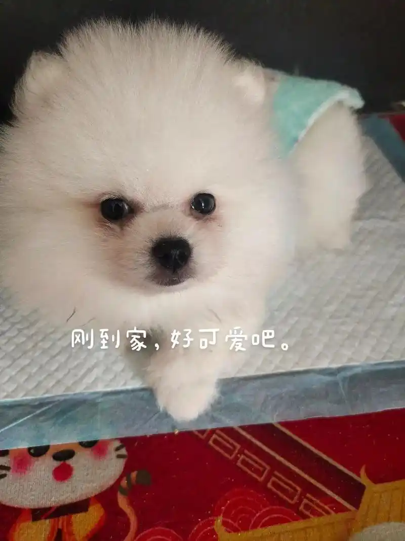 毛孩子长大了 #博美 #狗狗皮肤病 - 抖音