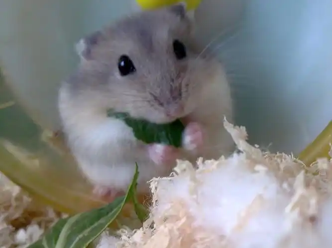 可爱仓鼠高清壁纸