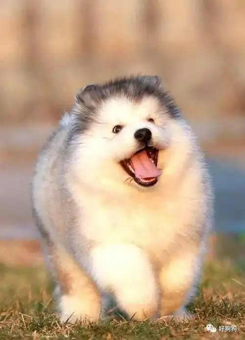 阿拉斯加有多傻我不知道,反正小时候圆滚滚的样子简直萌爆了!