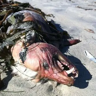 美国惊现"吸血怪兽"尸体:嘴长獠牙毛发雪白