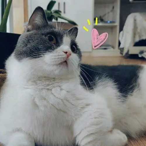 看看肖战小哥哥家的小猫咪坚果