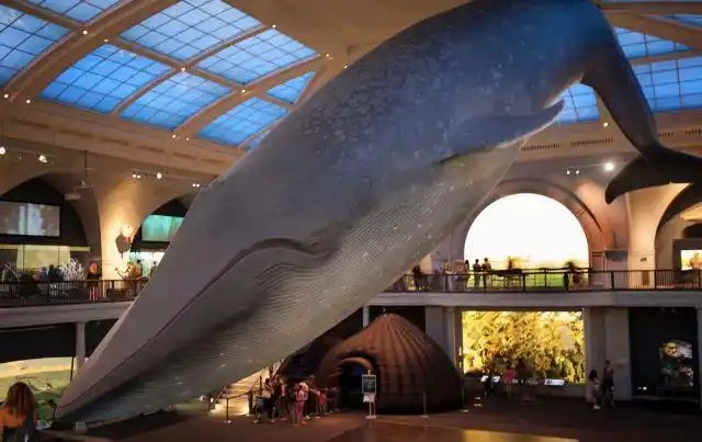 美国自然历史博物馆