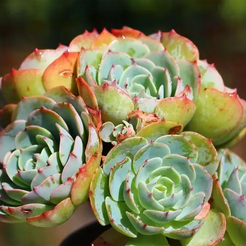 玉蝶多肉植物 精品萌肉肉植物 单头多头一物一拍 满68包邮