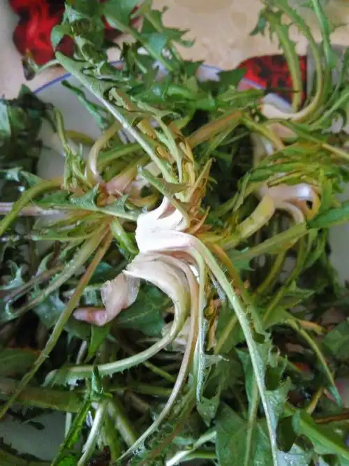 婆婆丁 新鲜蒲公英 野生东北现挖山野蘸酱菜苦菜500克买2斤送大酱