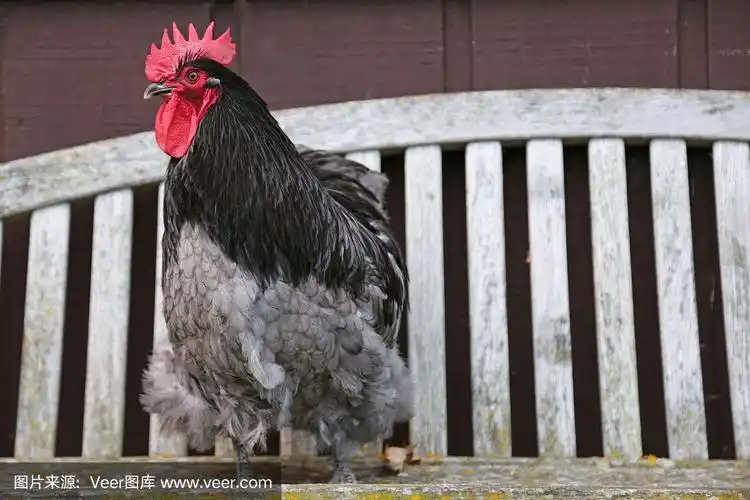 美丽的蓝色奥平顿公鸡