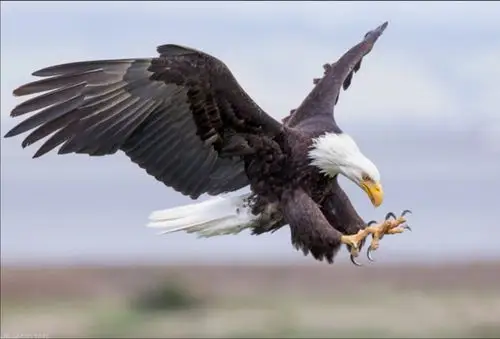 写美篇鹰 雪域高原任你腾 穿云雾 直上九霄层 鹰 展翅翱翔视万生 谁