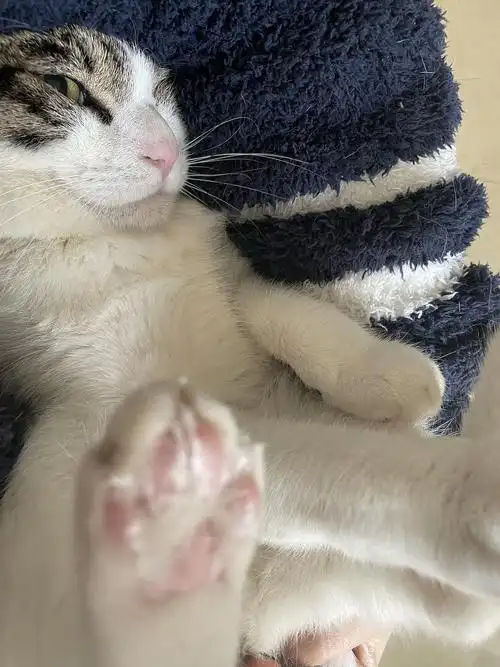 绿茶照拍照法则