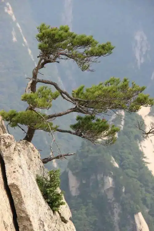 松生傲骨立悬崖.