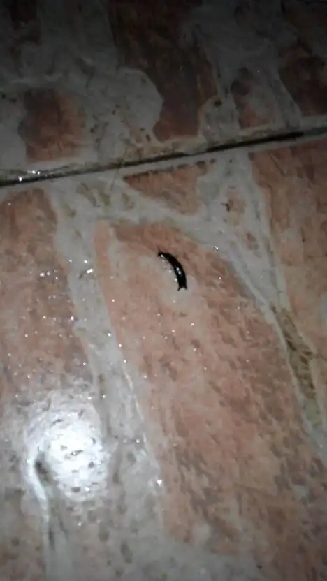 在我家厕所不知道是什么虫子,有害吗.怎么处理