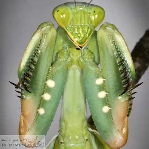 非洲绿巨螳sv螳螂另类活体昆虫宠物儿童礼物现货