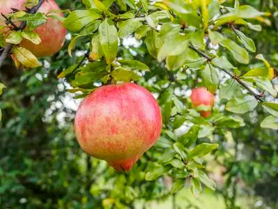 石榴树的水果成熟的石榴果番石榴隔离在白色背景两个