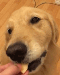 汪星人可爱喂食吃货gif动图_动态图_表情包下载_soogif