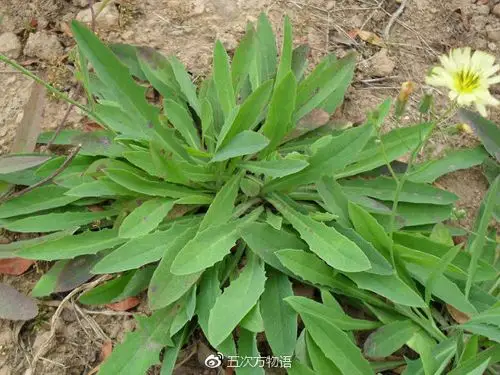 说说农村常见的"苦菜"