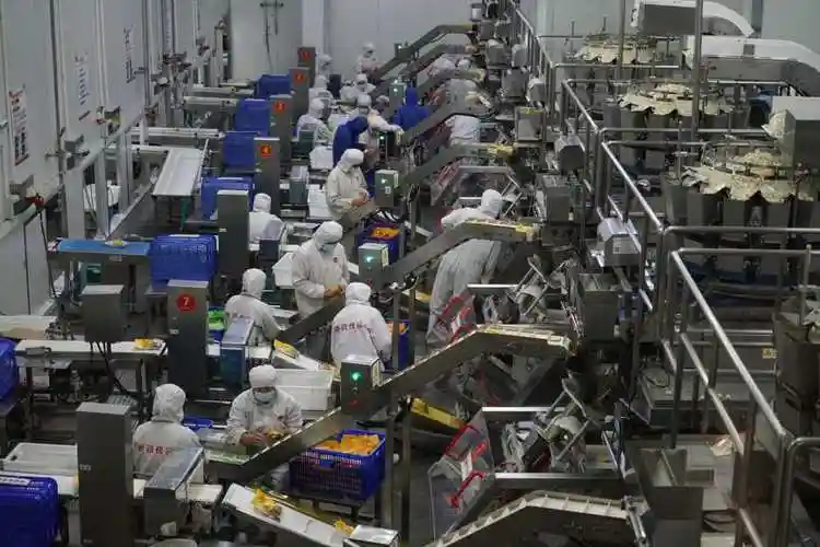 思念食品生产车间.王立坤摄