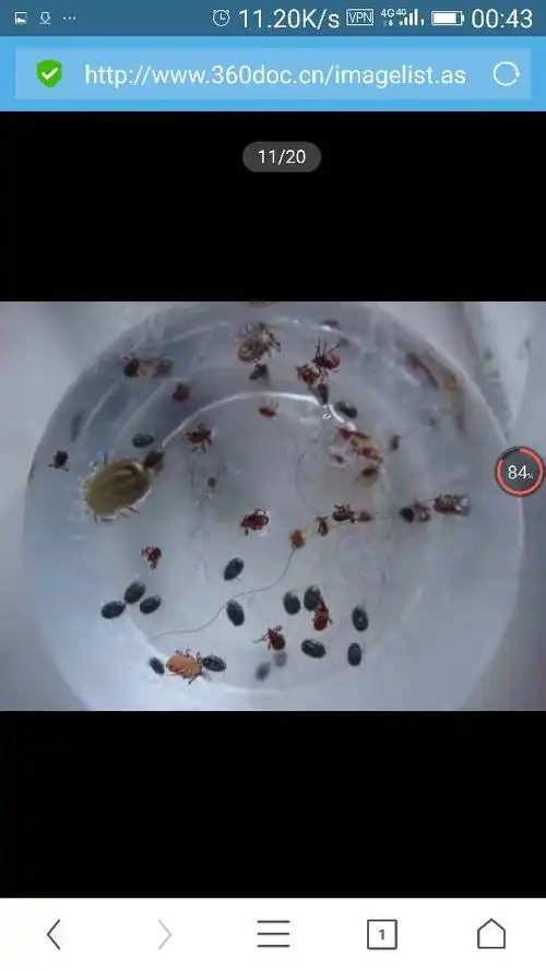 展开全部 这个应该是 长在黄牛身 上的蜱虫吧.