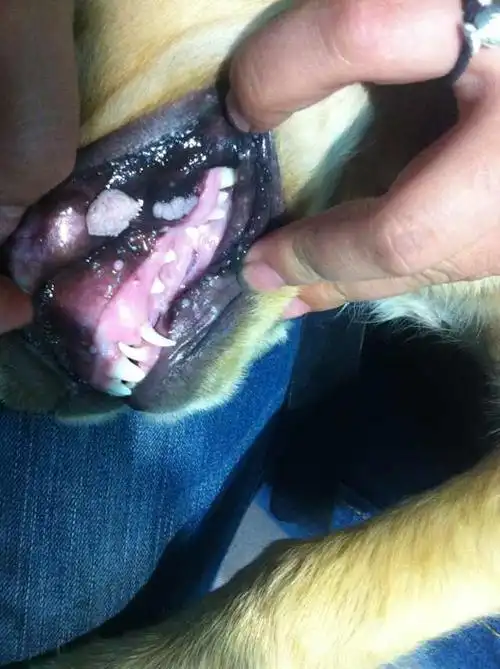 狗狗口腔里一面长个带刺的肉球,现在有一面有多了好多小的包大伙帮