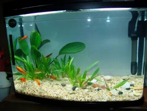 金鱼缸玻璃玻璃鱼缸对缝表面光洁外观雅致质量优异