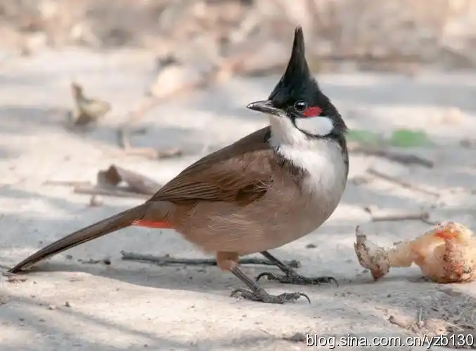 红耳鹎 | 高髻冠 |  鸟类网图片