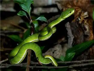 白唇竹叶青(动物 | 宠物)白唇竹叶青中文别名小青蛇,小绿蛇或绿牙蛇