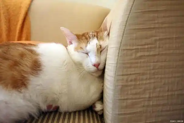 猫咪为什么喜欢睡觉?