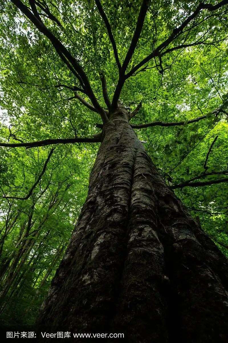罗马尼亚春天茂密的森林中一种大树冠的落叶树