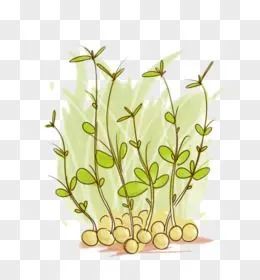 豆芽图片素材_免费豆芽png设计图片大全_图精灵