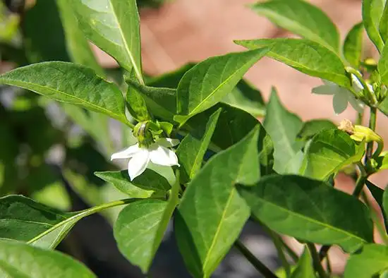 洁白的辣椒花.