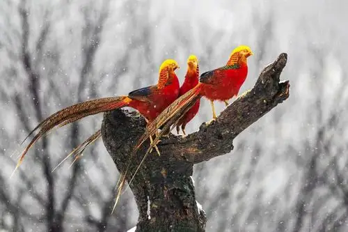 原创大雪茫茫山西深山中发现一群小凤凰看它们活成啥样