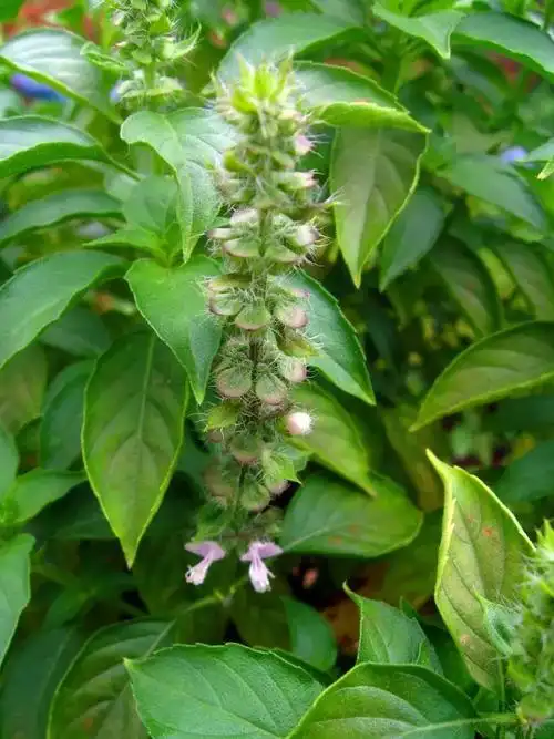 九层塔有国王药草的美誉,女性护肤的好伙伴