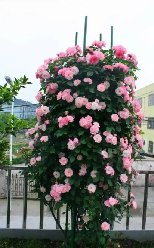 长势最快的藤本月季,一年长成花墙,四季花开不断,盆栽也可以!