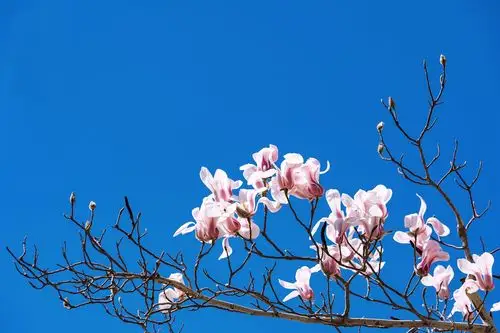 美丽圣洁的玉兰花