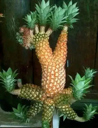 10种罕见的蔬菜这辈子可能你都没有见过