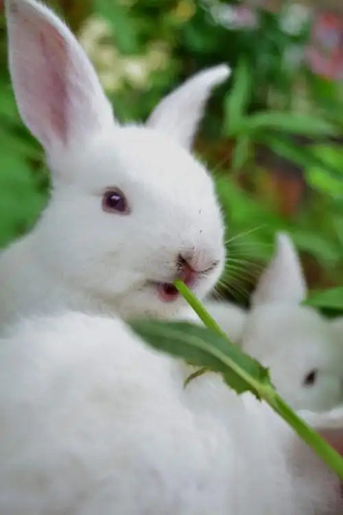 【兔子图片】喜欢兔子的宠友赶紧分享吧
