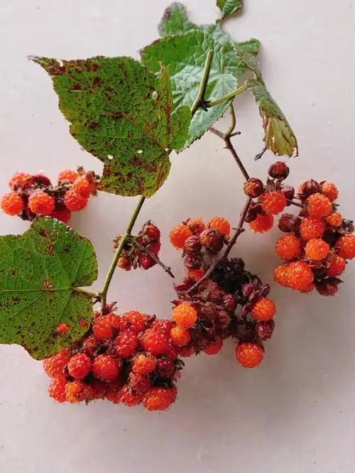 山上的野果子酸酸甜甜很好吃呀