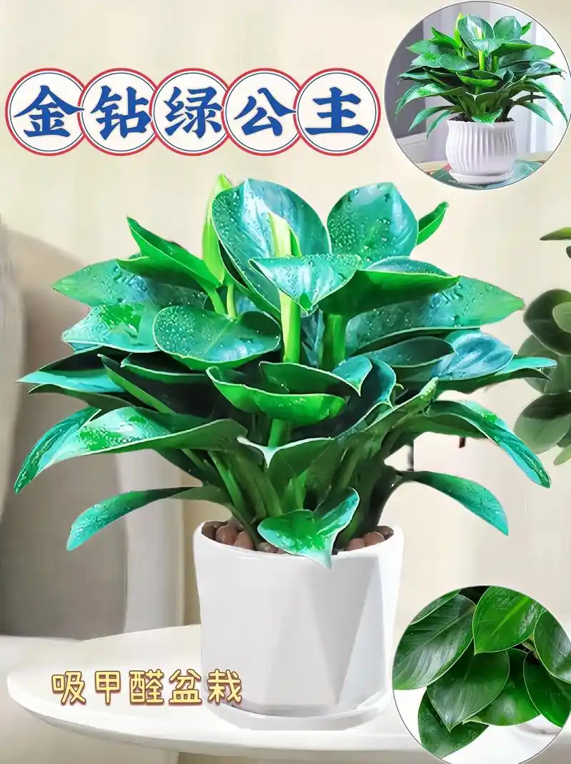 金钻绿公主盆栽.#金钻绿公主 ,被称为植物界的"空气净化器"!