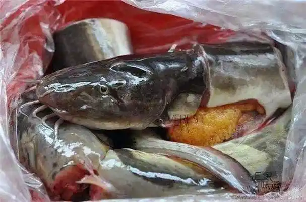 沙毛鱼学名鳗鲶,又称线纹鳗鲶,是属于鳗鲶科鳗鲶属的一种鱼类.