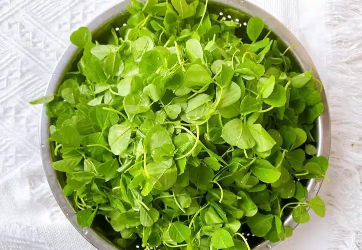 春季时令菜"酒香草头","挑调旺"3步走,又香又嫩还清热解毒_时候_做法