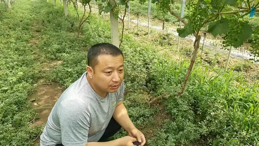 隔壁老王种葡萄(三十三),钱多多的饭局