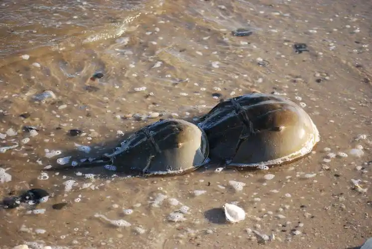 成对鲎horseshoe-crab-3.jpg