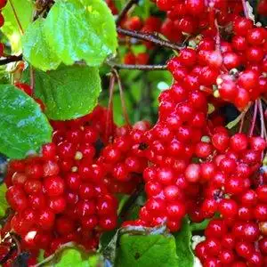 五味子种子苗图片