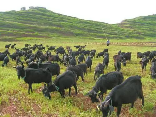 湖南黑山羊繁育冬季放养技术