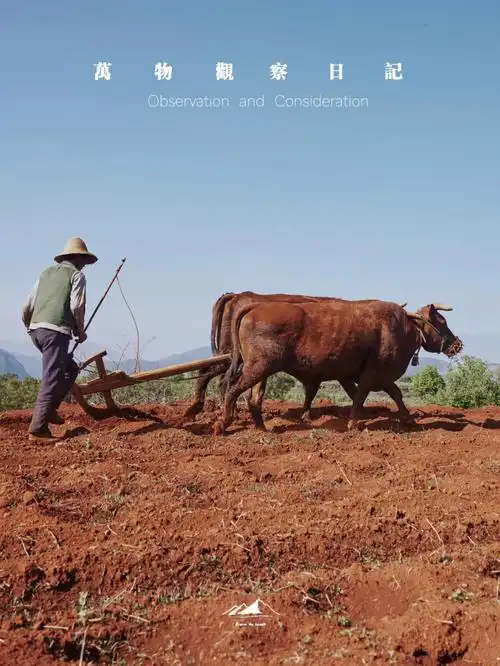老李和他的两只黄牛