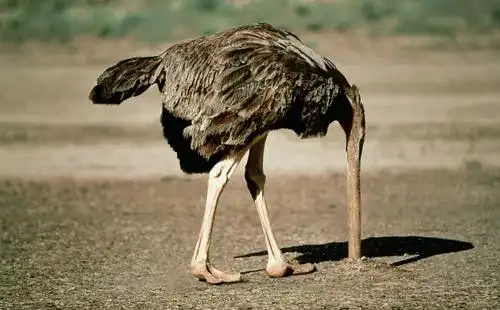 鸵鸟市场需求如何,现在养殖鸵鸟可行吗?