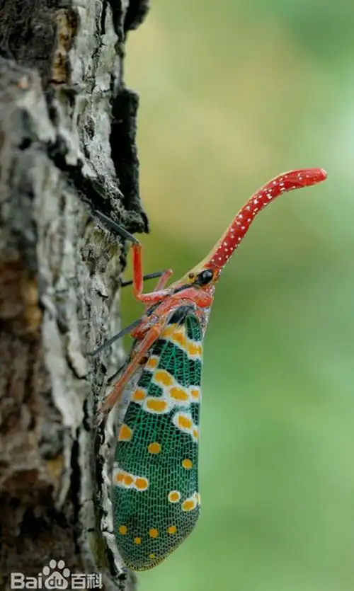 这货在我们那边土话叫:龙眼鸡,有荔枝树,龙眼树的地方比较常见.