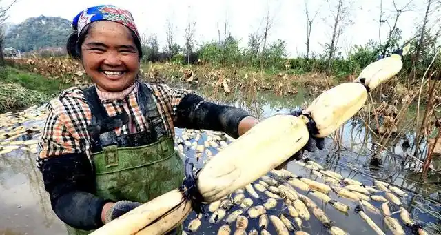 莲藕泡在水里能发芽吗