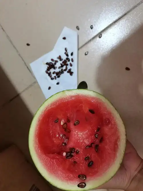 麒麟瓜的籽这么多的吗