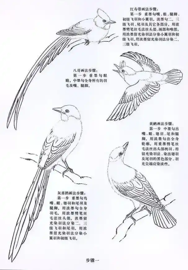 工笔花鸟画 #工笔画基础教程 #国画花鸟 #一起画画 几种 - 抖音