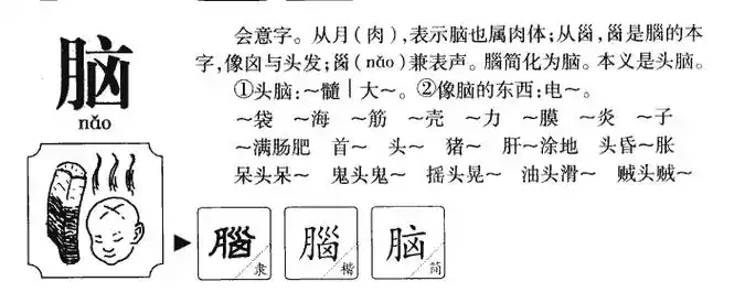 脑字五行属什么脑字取名有什么意义