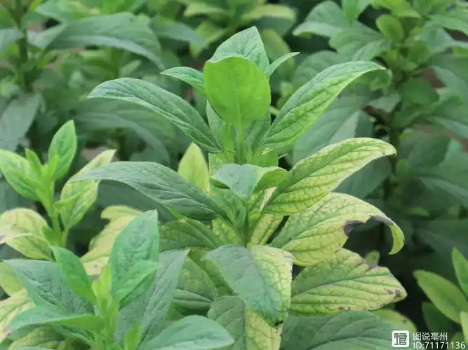 每年春季,移栽玄参种苗之后,日常管理只需做好除草工作就行.