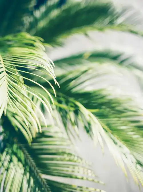 棕榈叶在阳光下的背景